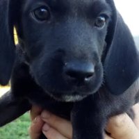 Cuccioli di Hybrid Weimaraner