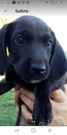 Cuccioli di Hybrid Weimaraner