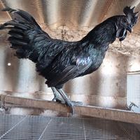 Ayam cemani