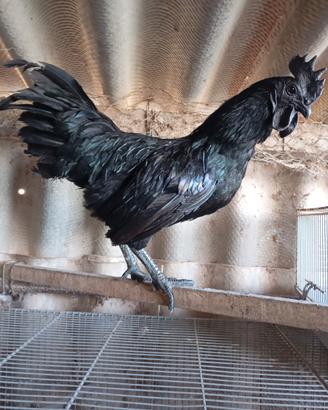 Ayam cemani