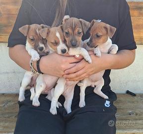 Jack russell