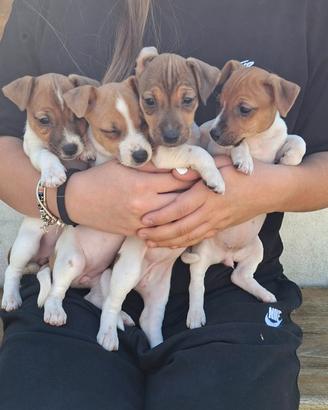 Jack russell