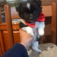 Cucciolo di due mesi a zamba corta mini piccolo