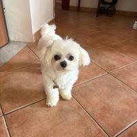 Maltese