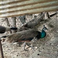 Pavone comune giovane