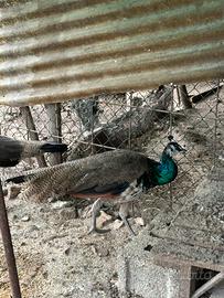 Pavone comune giovane