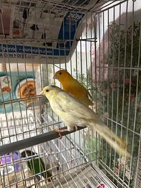 Canarini maschio e femmina