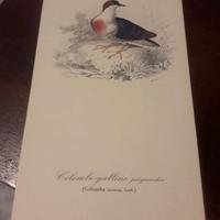 Antiche stampe  di volatili