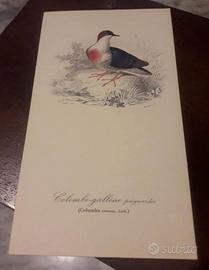 Antiche stampe  di volatili