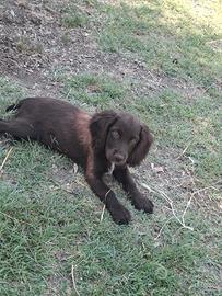 Cucciola springer spaniel