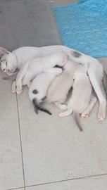 Splendidi gattini