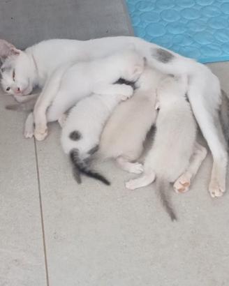 Splendidi gattini