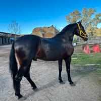 Cavallo andaluso castrone