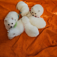 Cuccioli di VOLPINO ITALIANO