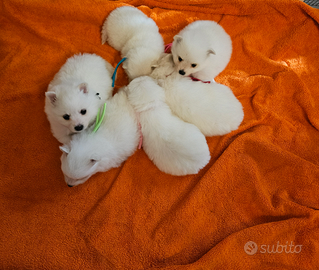 Cuccioli di VOLPINO ITALIANO