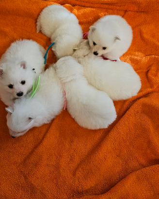 Cuccioli di VOLPINO ITALIANO