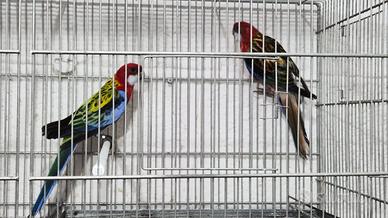 Coppia riproduttrice di rossella