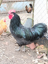 Australorp
