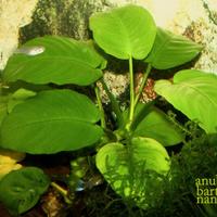 Piante lumache pesci acquario