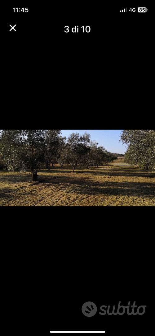 Terreno località Pezze di Ninfa (Cori) - Vista 2