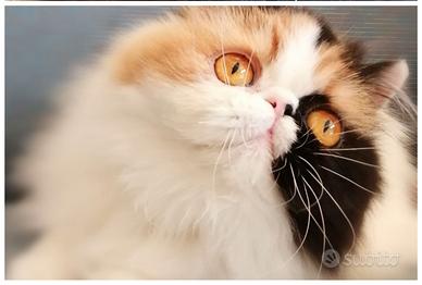 Exotic shorthair e persiani