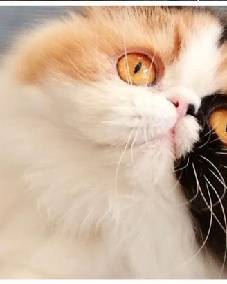 Exotic shorthair e persiani