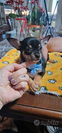 pinscher/chihuahua 