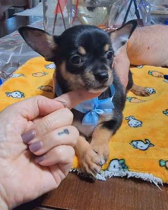 pinscher/chihuahua 