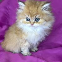 Gatto British Longhair Golden