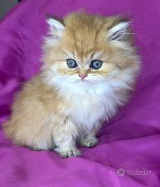 Gatto British Longhair Golden