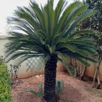 Palma  Cycas  Cicas