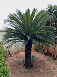 Palma  Cycas  Cicas