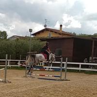 Cavalla femmina AAS 9 anni. Alta 165