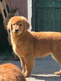 Cucciole Golden Retriever Linea Americana