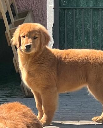 Cucciole Golden Retriever Linea Americana