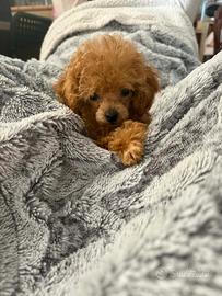 Barboncino (barbone) teacup fulvo