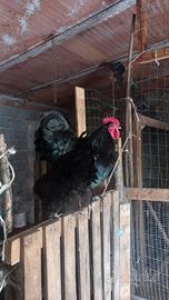 Galline