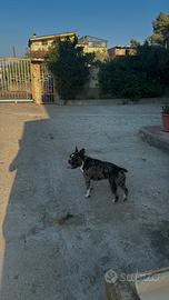 Bulldog francese per monta