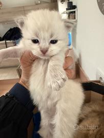 Cuccioli gatto gattini siberiani anallergici