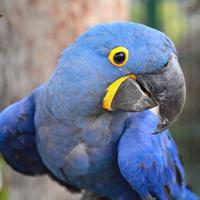 Ara Giacinto - Femmina 5 ANNI - ExpoGroup ITALIA