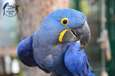 Ara Giacinto - Femmina 5 ANNI - ExpoGroup ITALIA