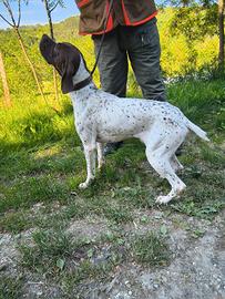 Bracco Francese