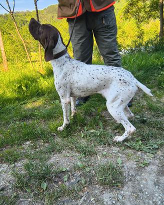 Bracco Francese