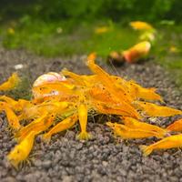 Neocaridina yellow fire