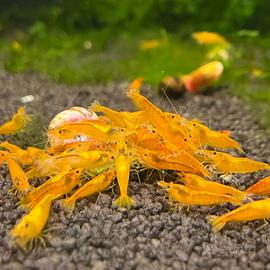 Neocaridina yellow fire
