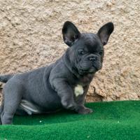 Bulldog francese blue maschio