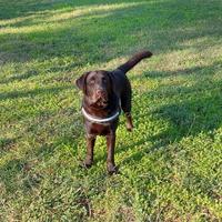 Labrador chocolat disponibile per accoppiamento