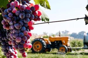 Casanova: Viticoltura