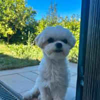 Maschio Maltese di 1,9kg per accoppiamento