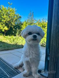 Maschio Maltese di 1,9kg per accoppiamento